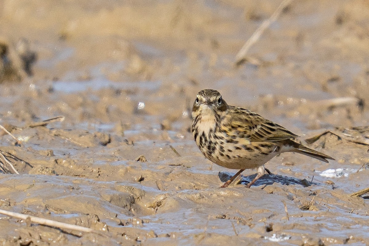 Meadow Pipit - ML646985225
