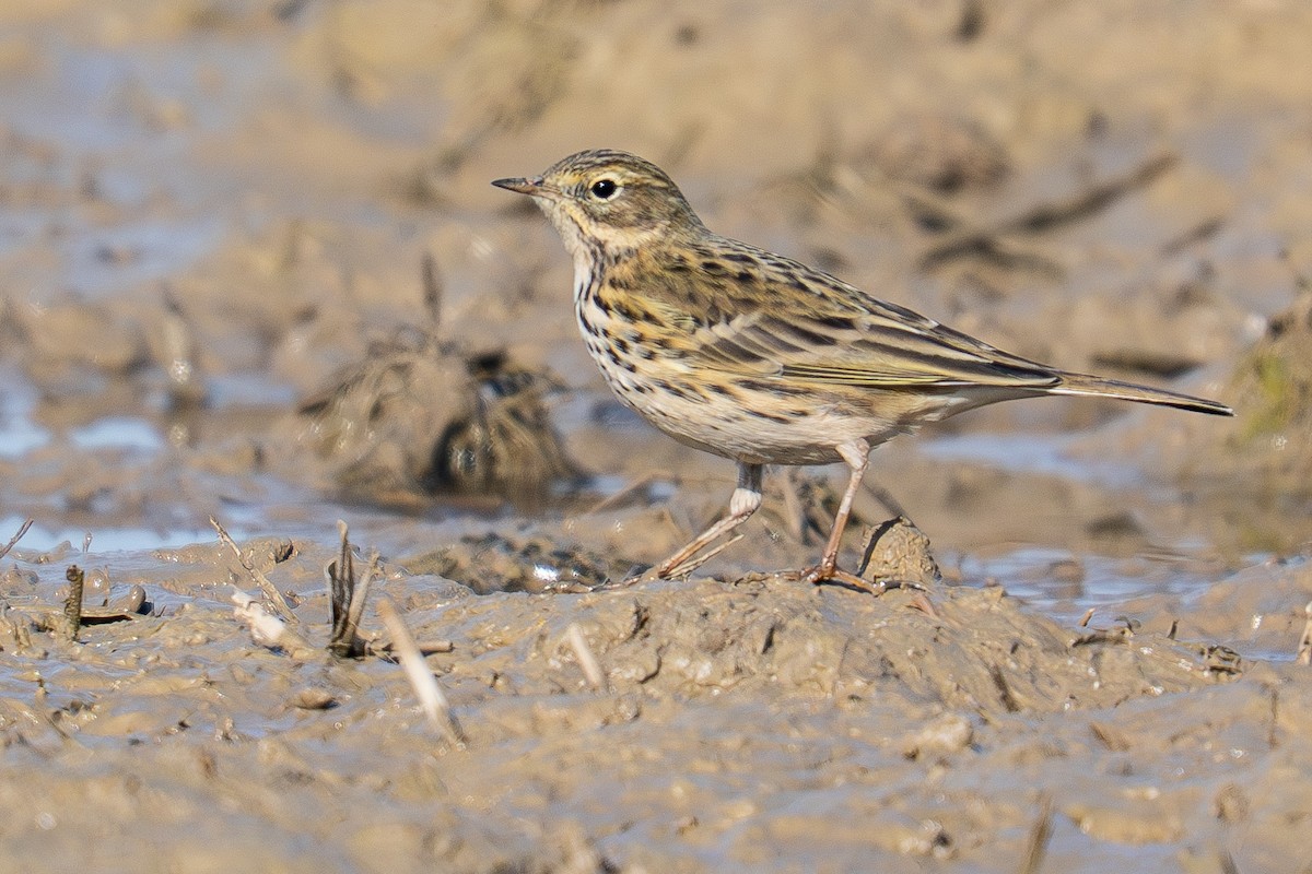 Meadow Pipit - ML646985229