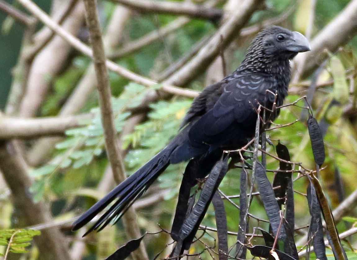 Smooth-billed Ani - ML646985238