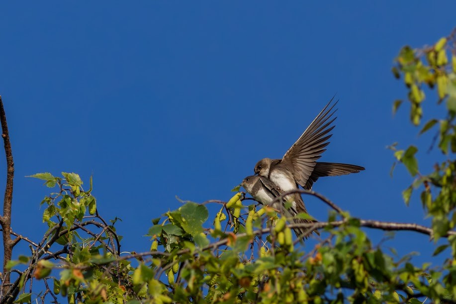 Bank Swallow - ML646985241