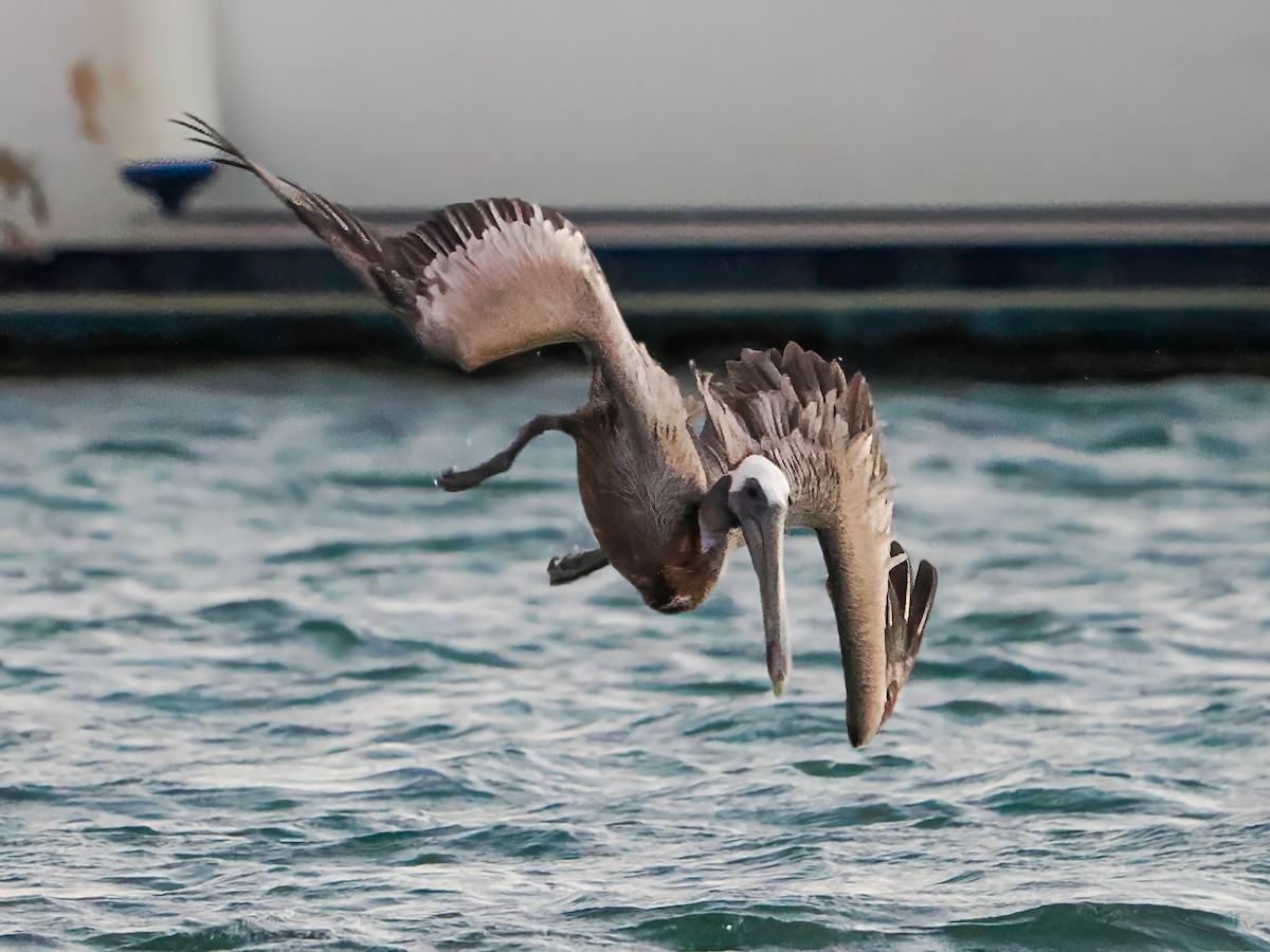 Pélican brun - ML646985242