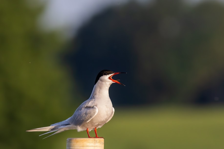 Common Tern - ML646985252