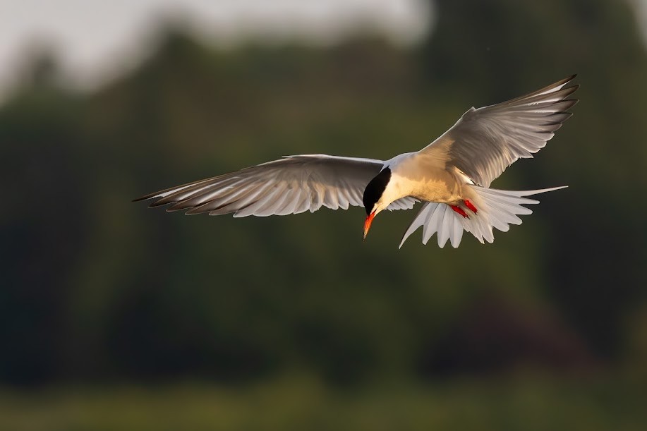 Common Tern - ML646985253