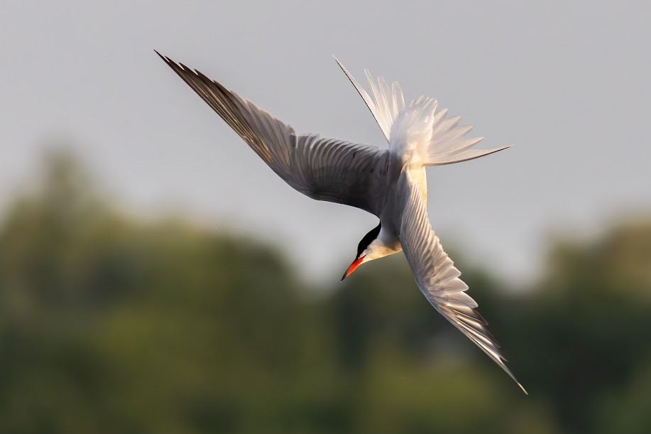 Common Tern - ML646985256