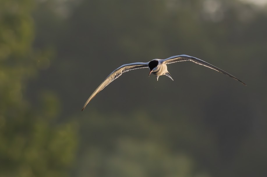 Common Tern - ML646985259