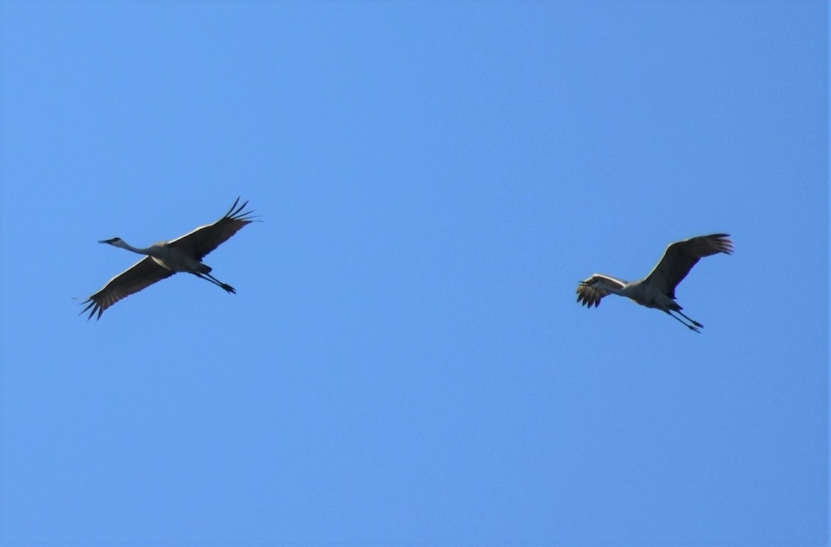 jeřáb kanadský - ML646985260