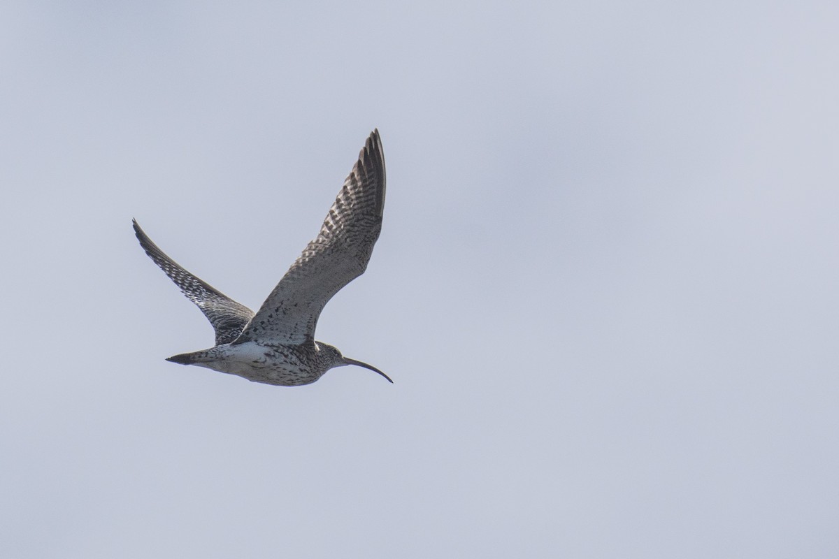 Eurasian Curlew - ML646985261
