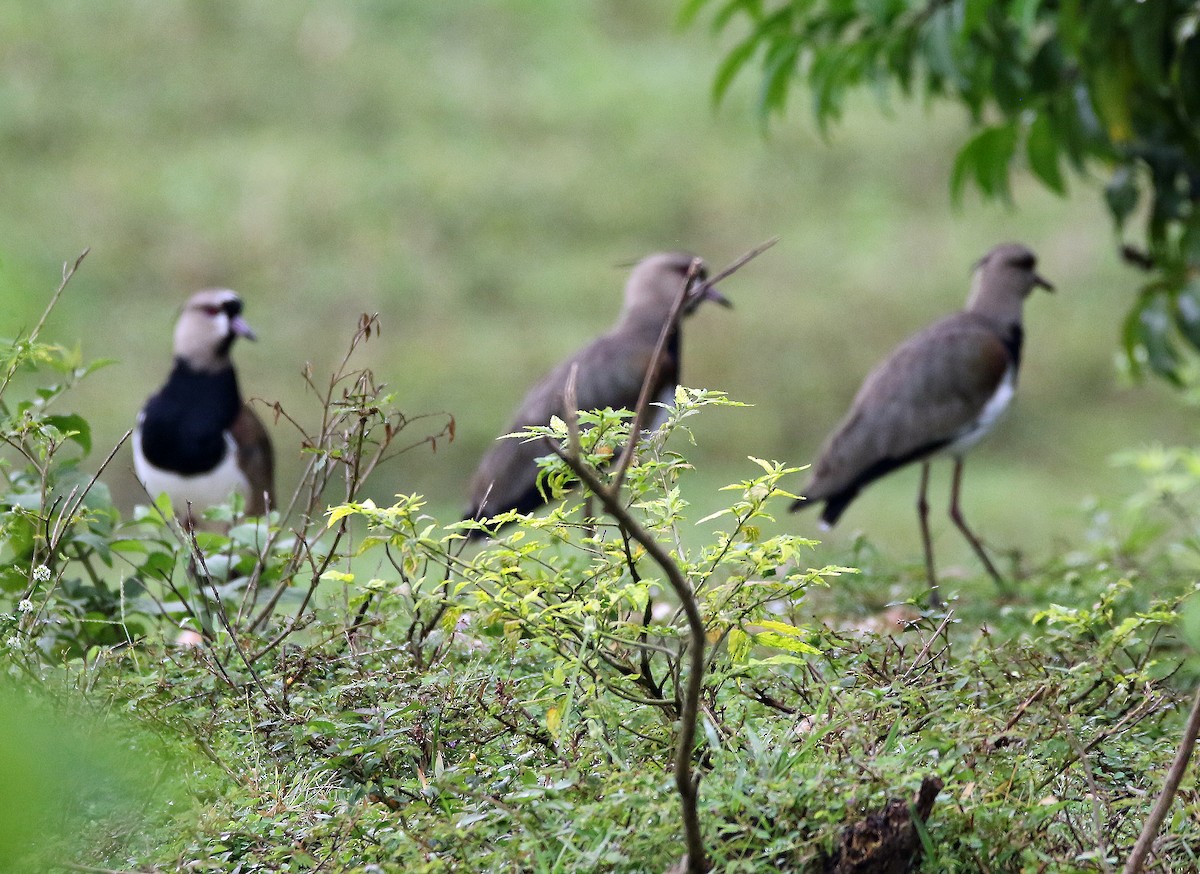 Southern Lapwing - ML646985265