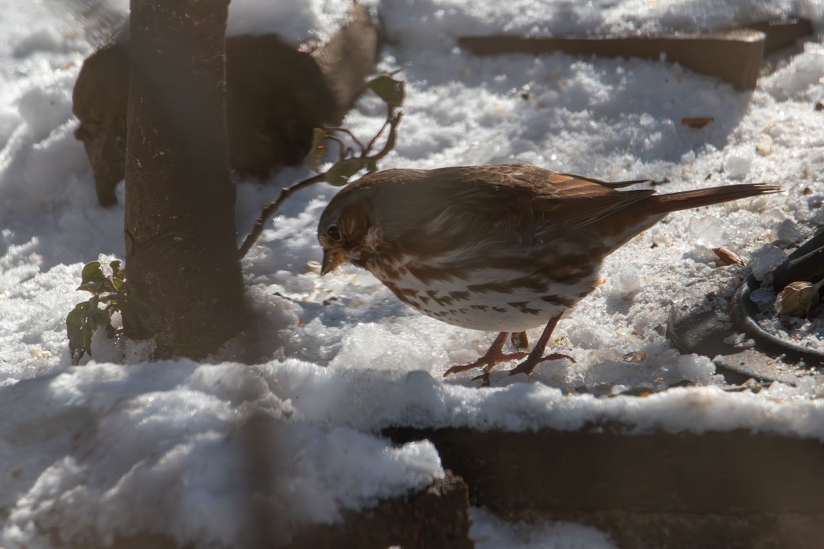 Fox Sparrow - ML646985267