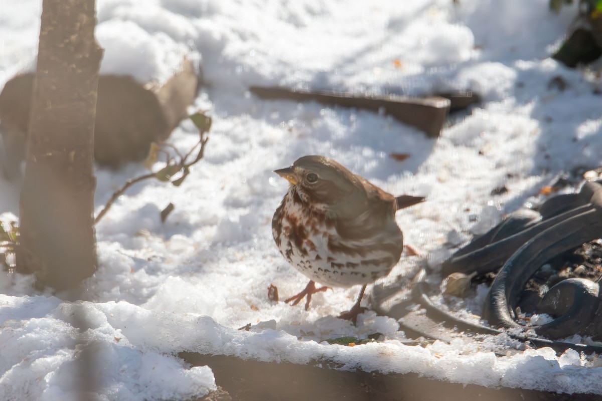 Fox Sparrow - ML646985268