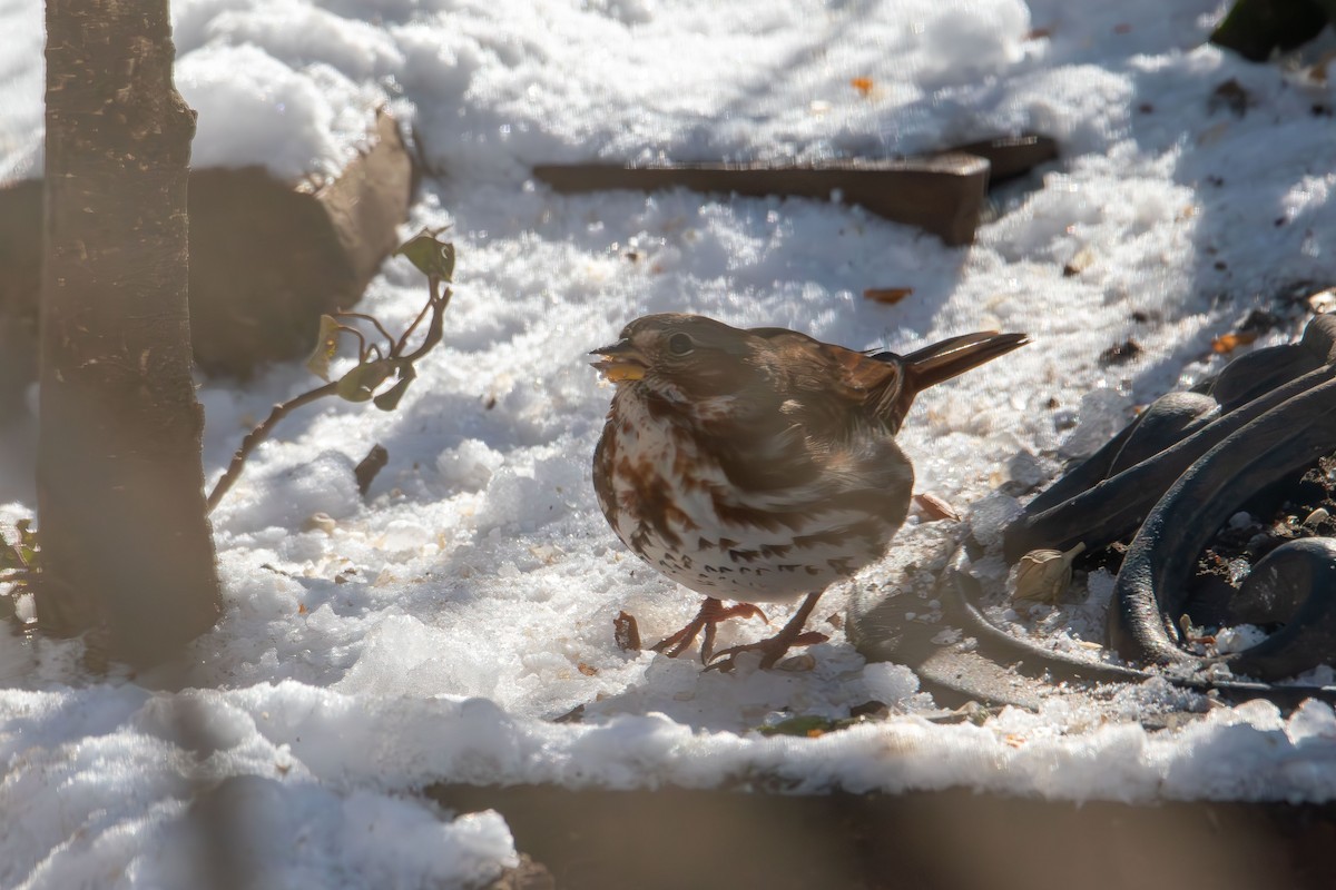Fox Sparrow - ML646985269