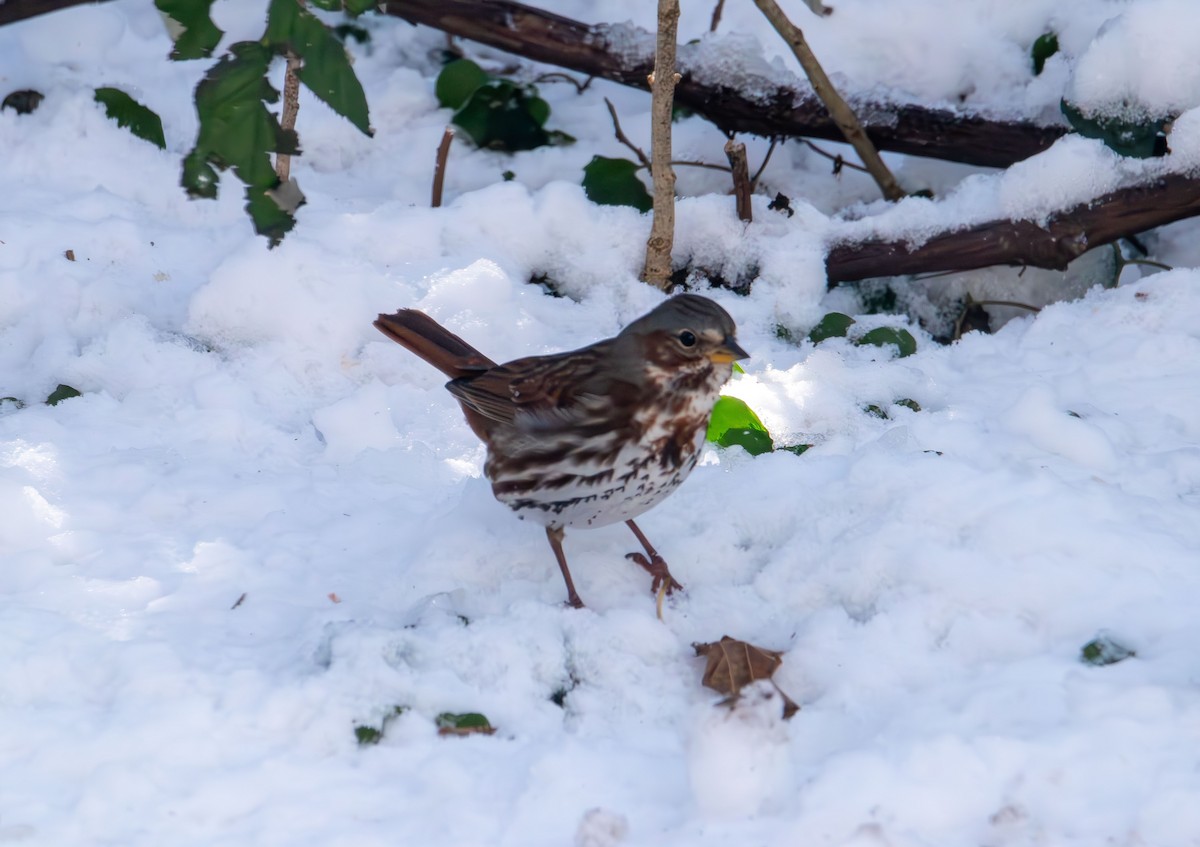 Fox Sparrow - ML646985270