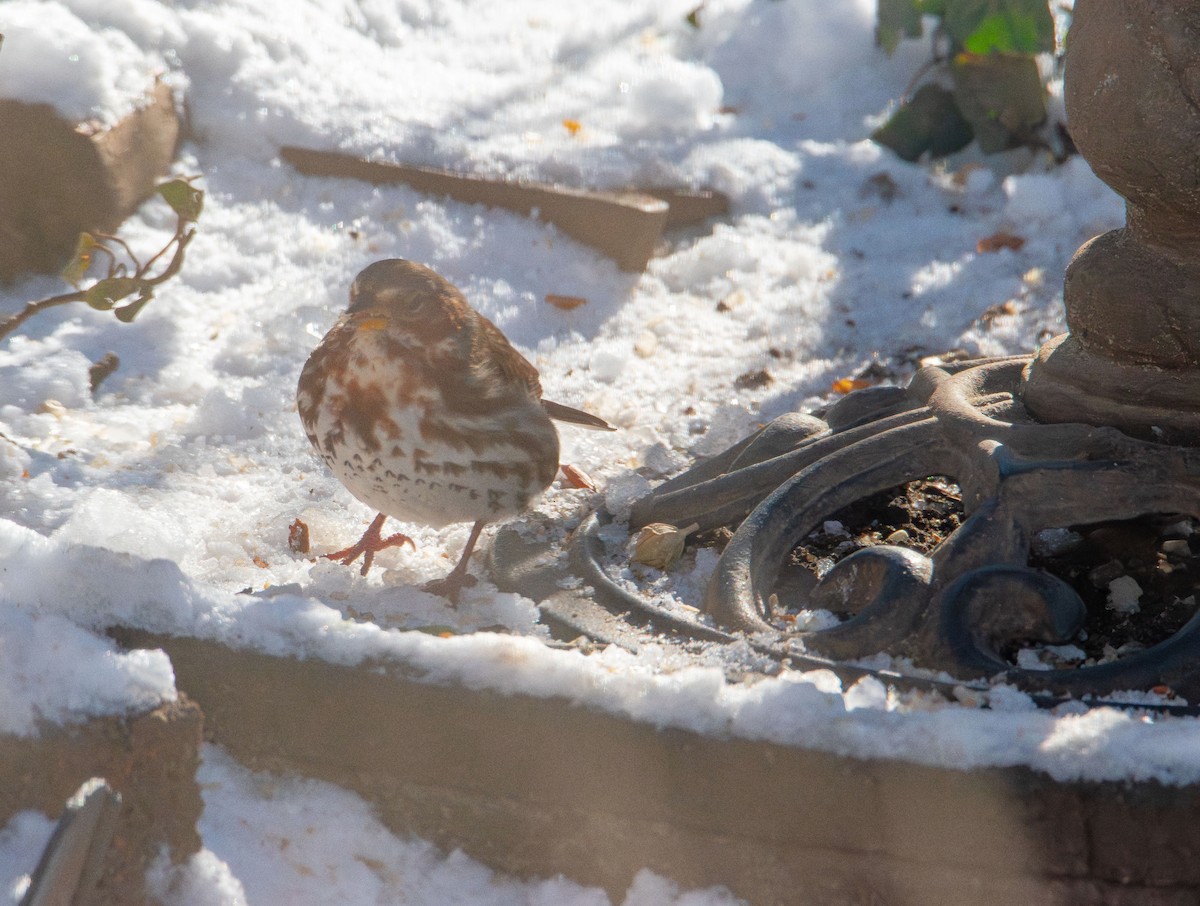 Fox Sparrow - ML646985271