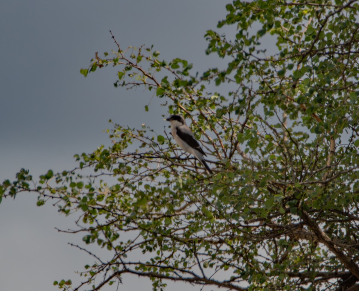 ヒメオオモズ - ML646985273