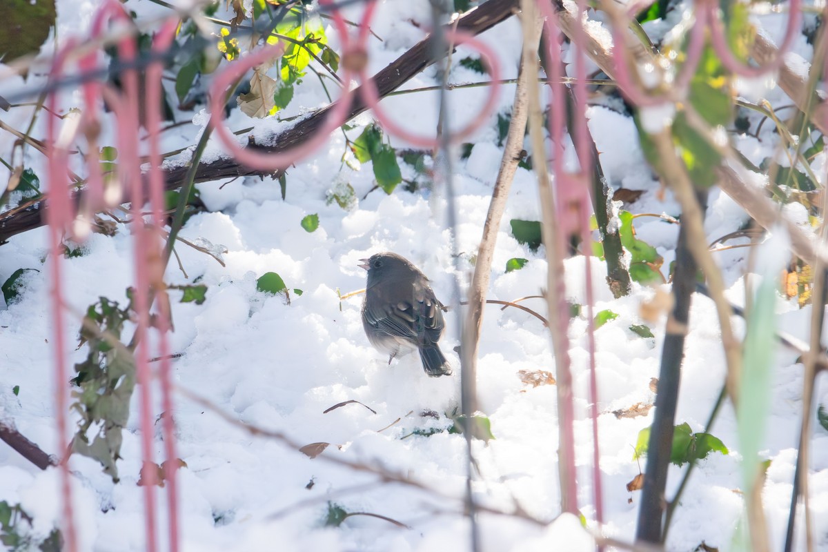 Dark-eyed Junco - ML646985275