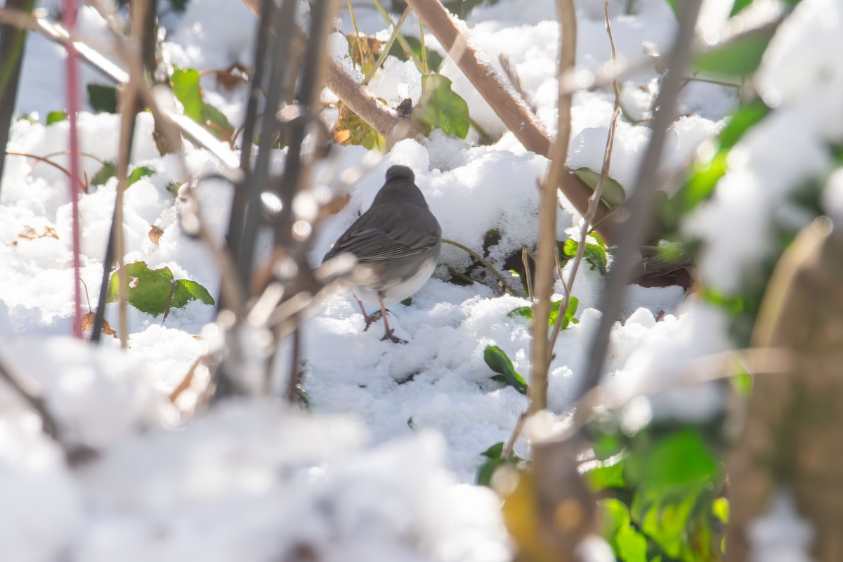 Dark-eyed Junco - ML646985276
