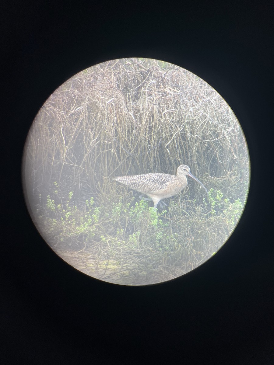 Кульон американський - ML646985282