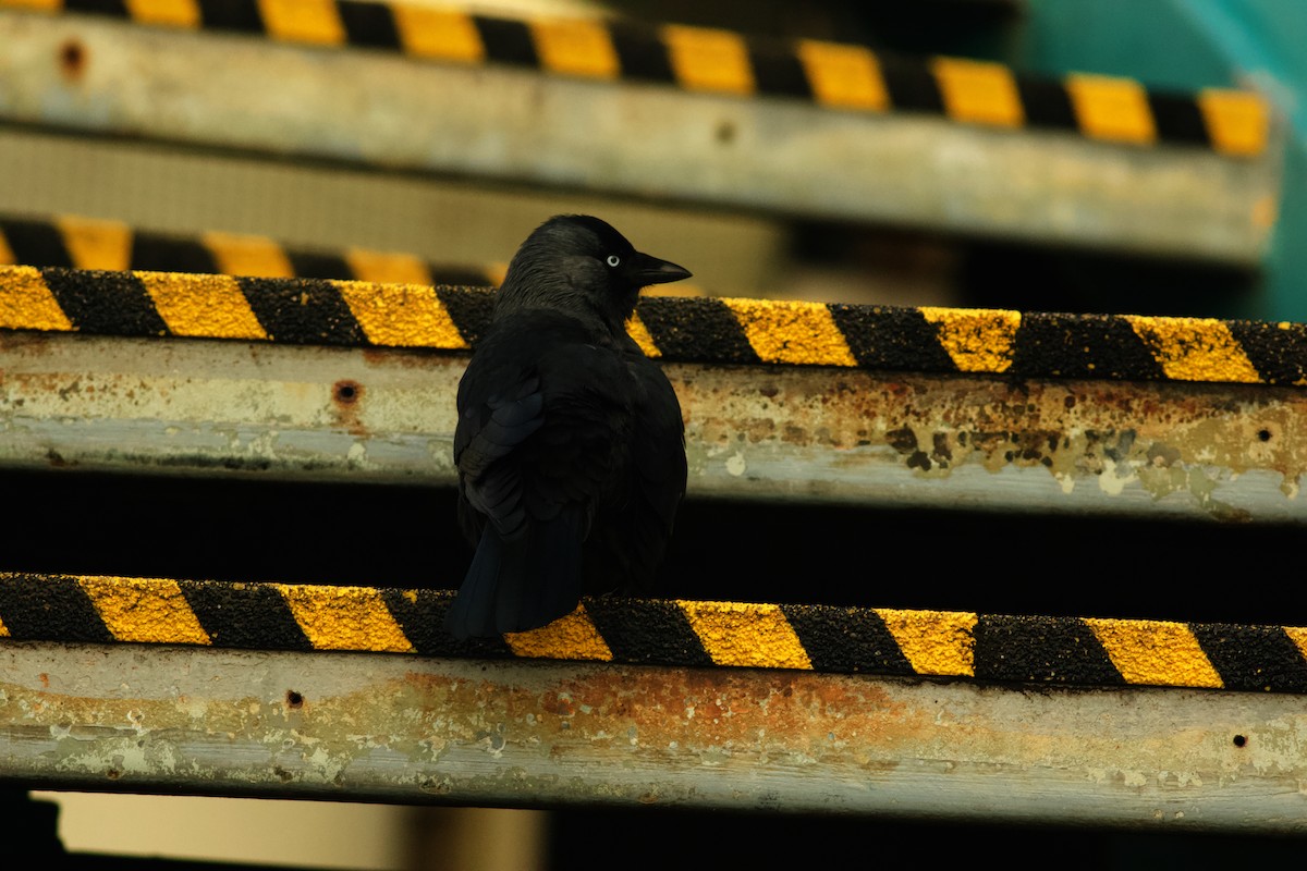 Belatxiki arrunta - ML646985283