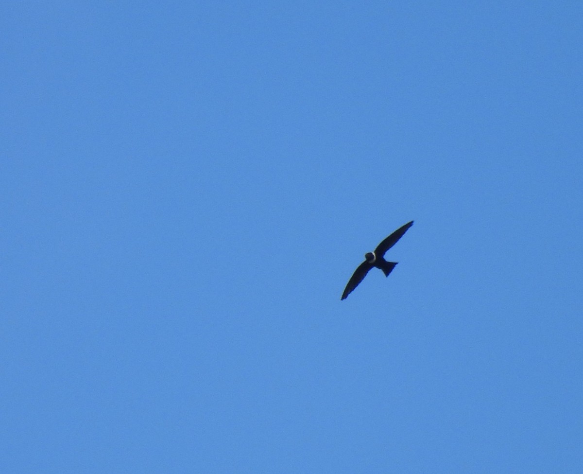 White-collared Swift - ML646985285