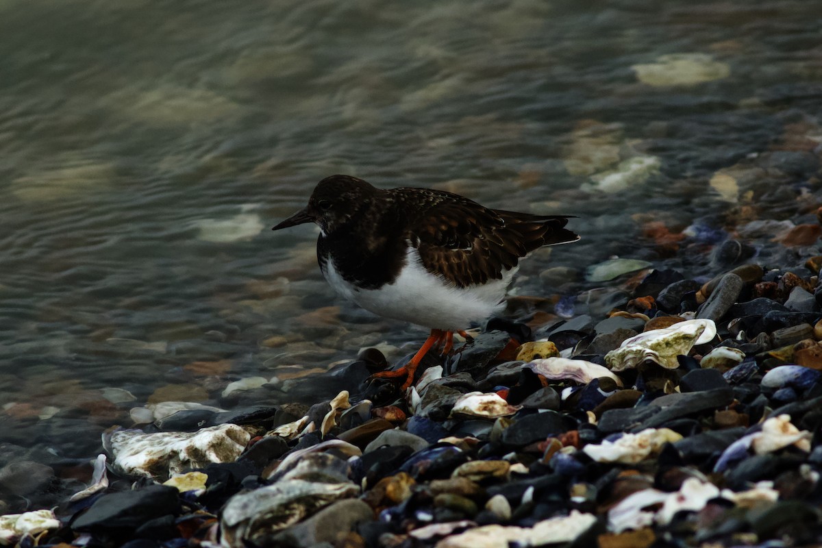 Harri-iraulari arrunta - ML646985292