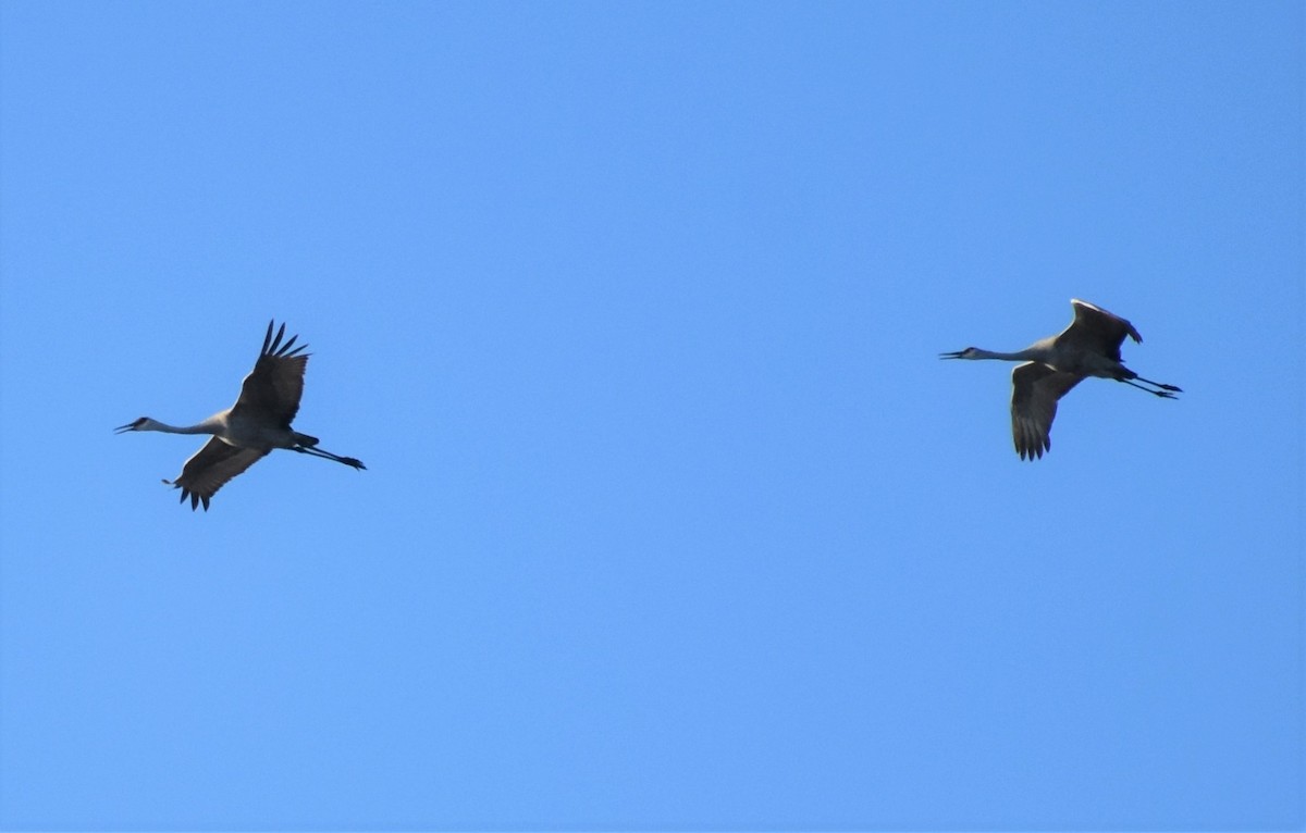 jeřáb kanadský - ML646985293