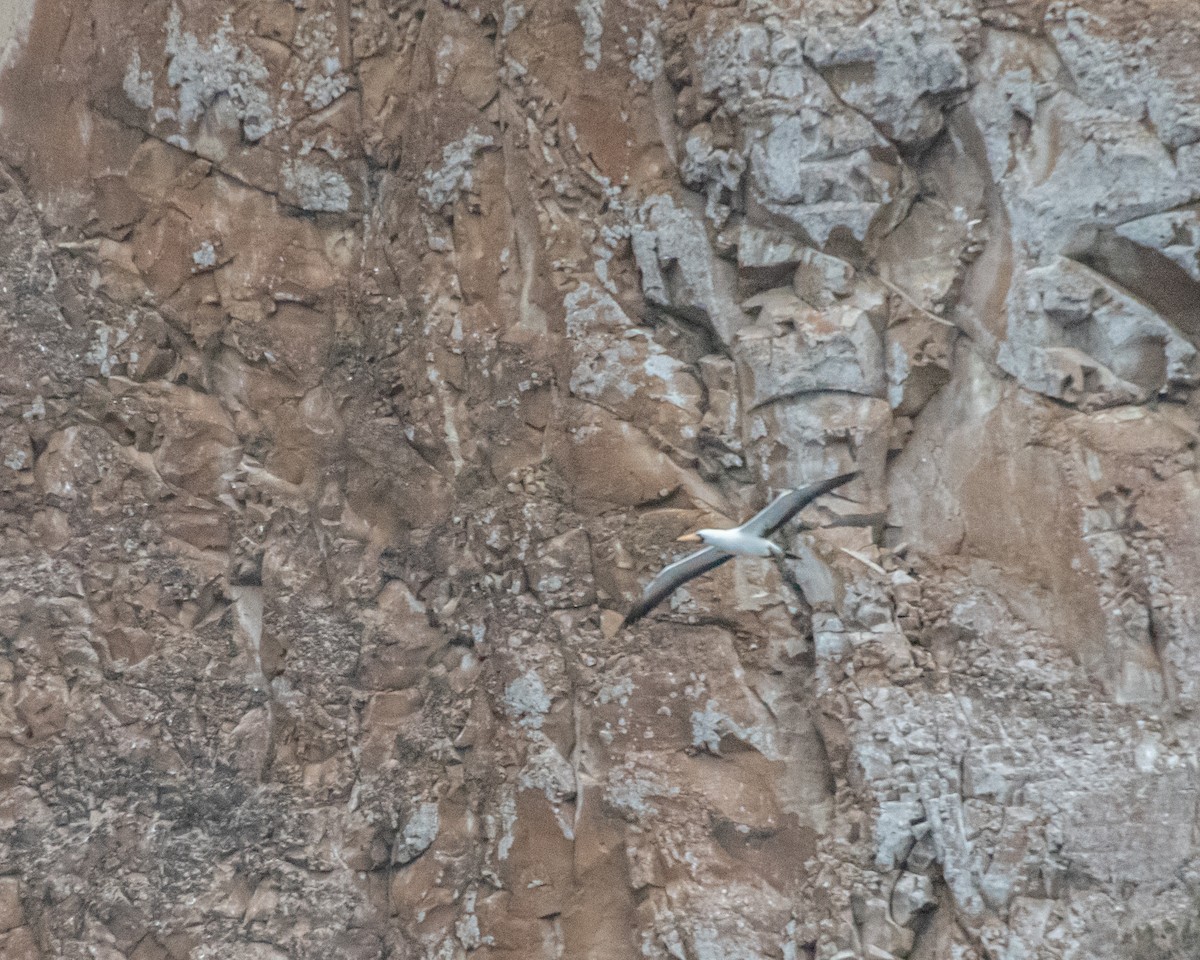 Nazcatölpel - ML646985296