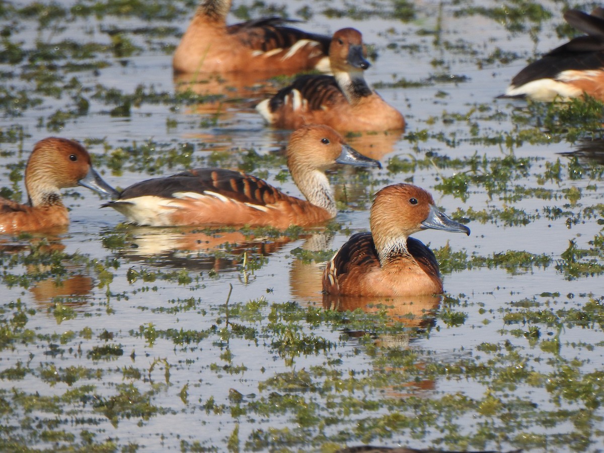 アカリュウキュウガモ - ML646985313