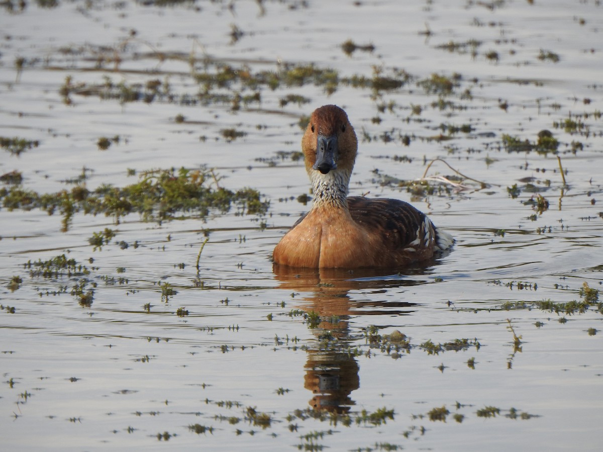 アカリュウキュウガモ - ML646985314