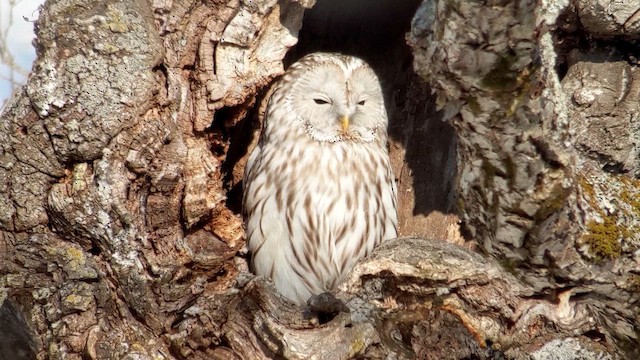 Ural Owl - ML646985316