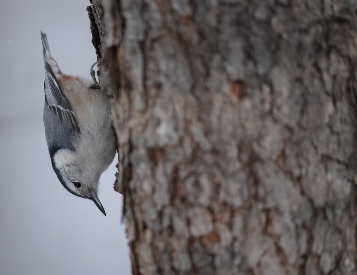 Sittelle à poitrine blanche - ML646985318