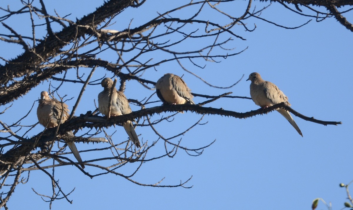 Mourning Dove - ML646985320