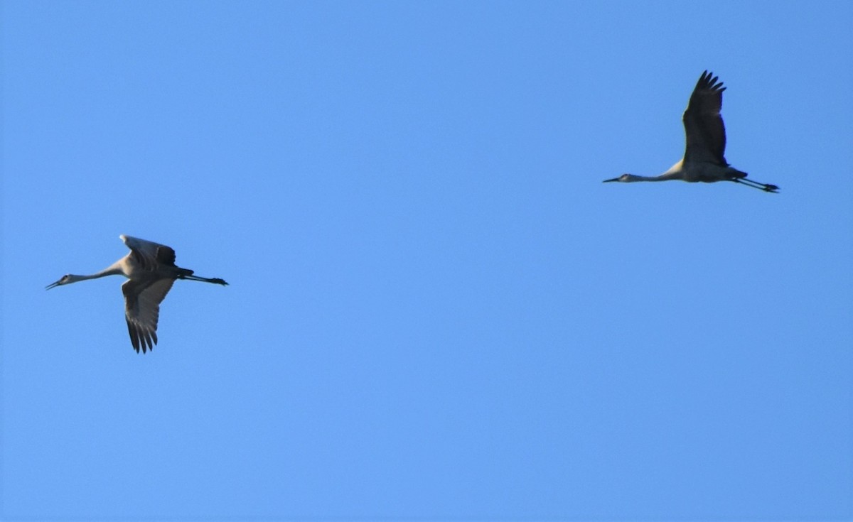 jeřáb kanadský - ML646985321