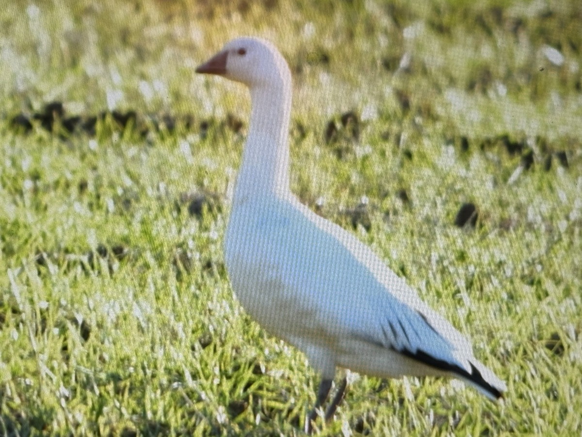 Ross's Goose - ML646985322
