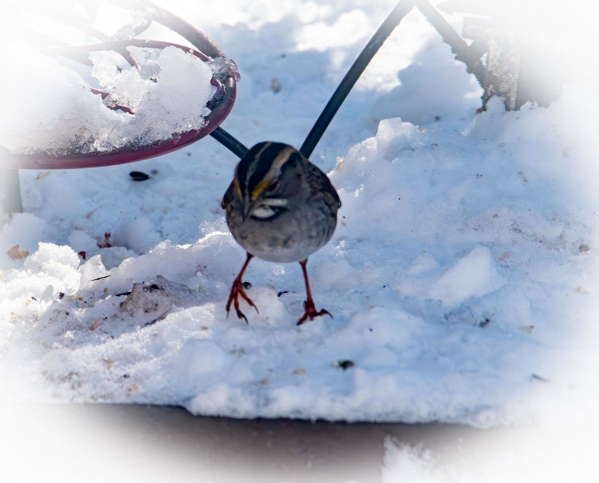 White-throated Sparrow - ML646985325