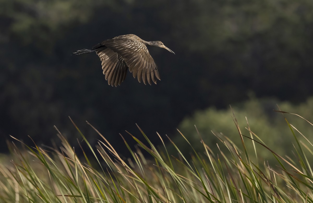 Karraoa - ML646985330