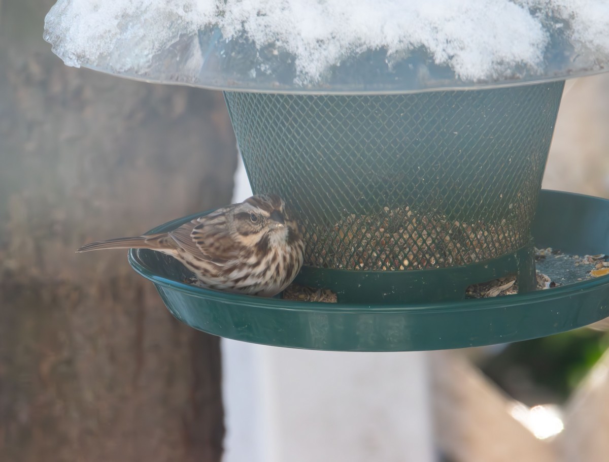 Song Sparrow - ML646985333
