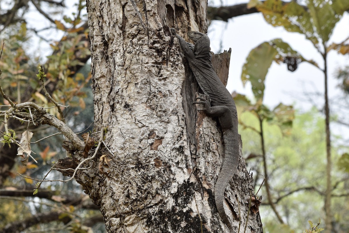 Бенгальский варан - ML646985334