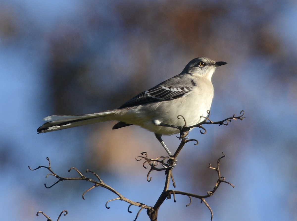 Northern Mockingbird - ML646985339