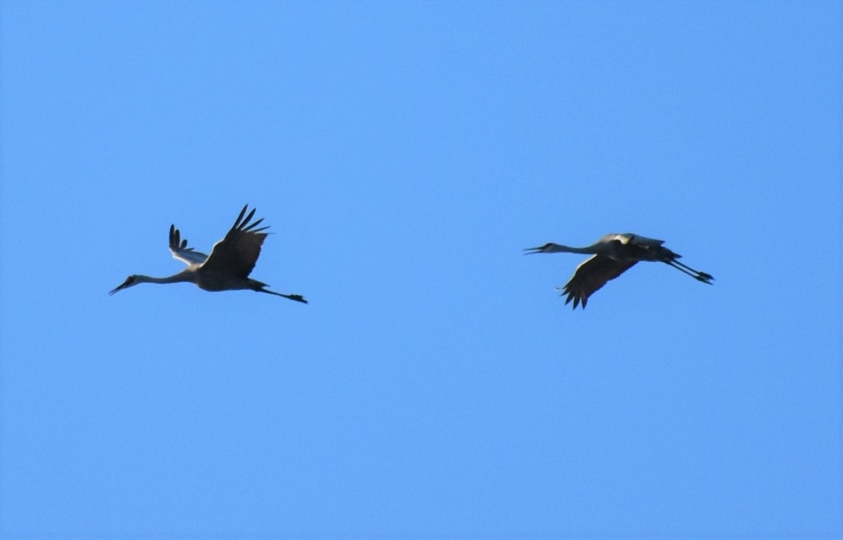 jeřáb kanadský - ML646985341