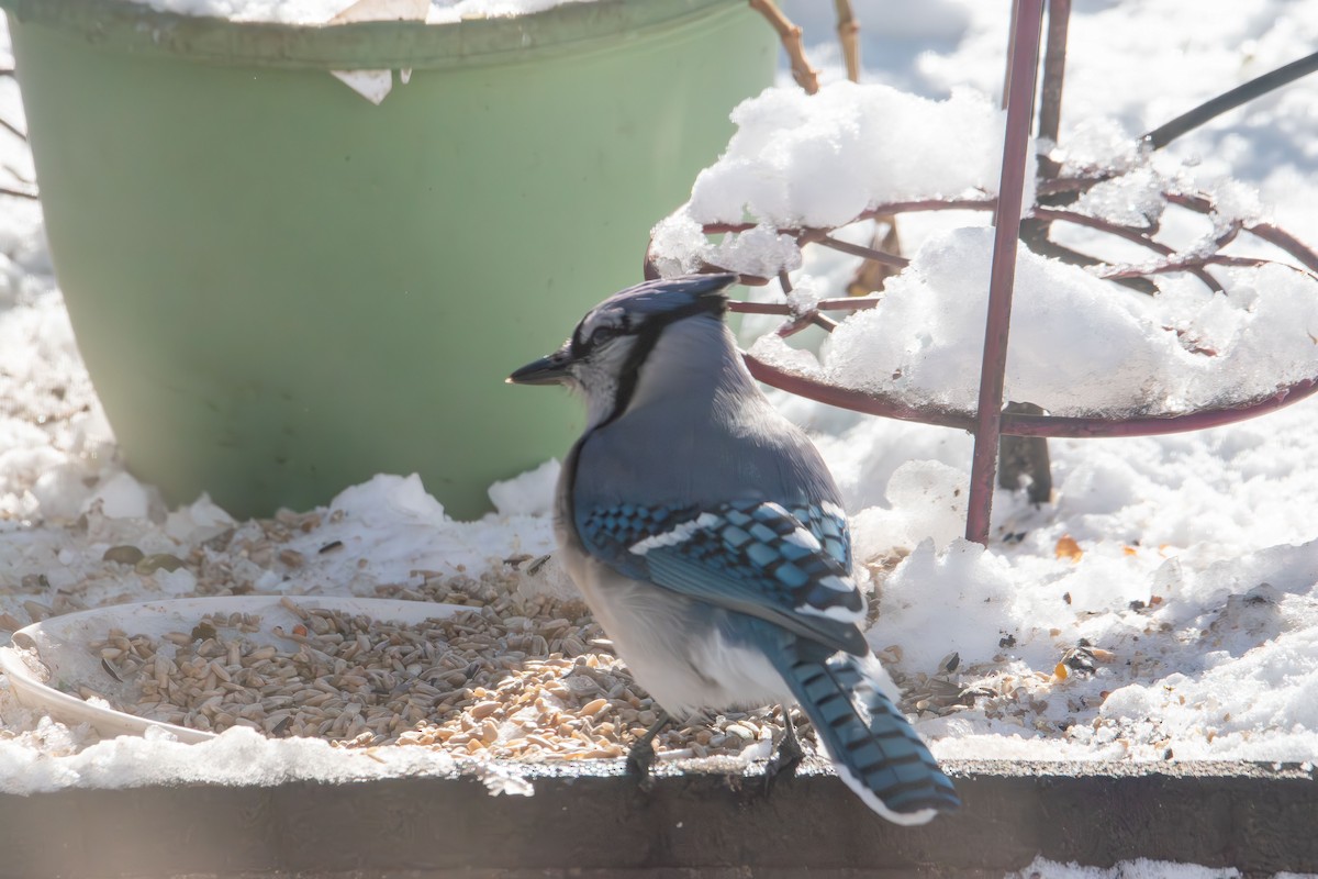 Blue Jay - ML646985350