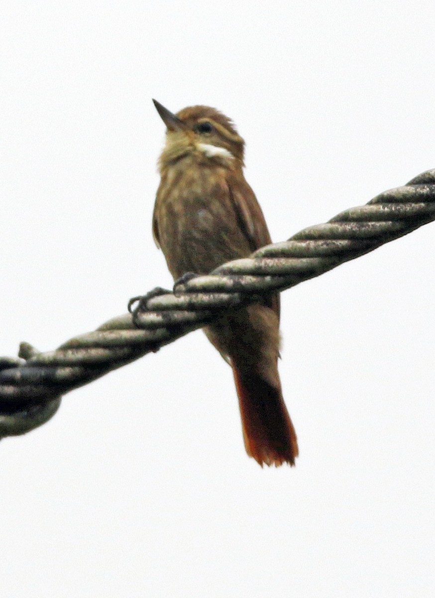 Streaked Xenops - ML646985356