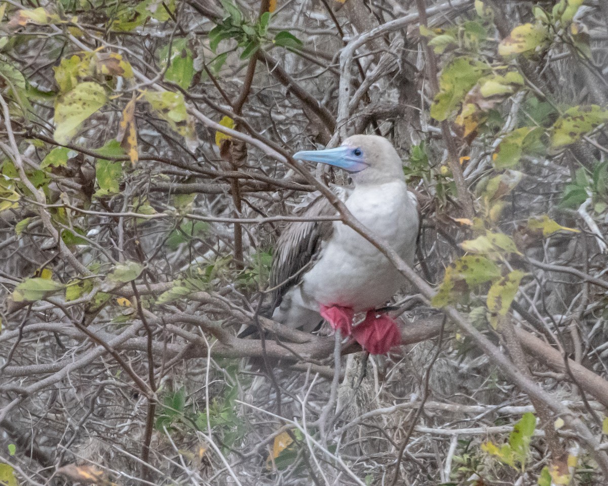 紅腳鰹鳥 - ML646985357