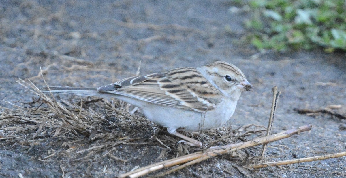 Chipping Sparrow - ML646985358