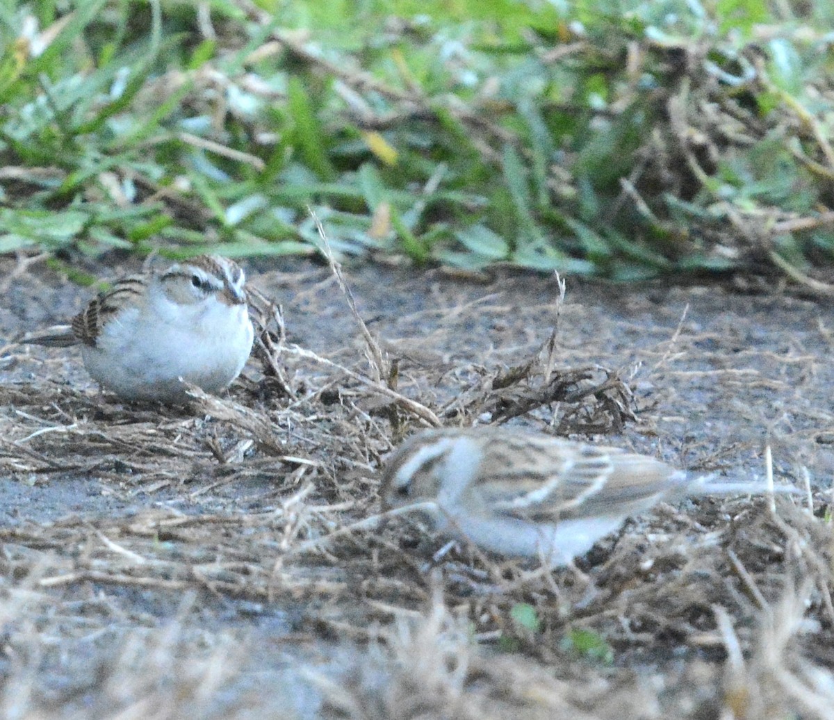 Chipping Sparrow - ML646985359