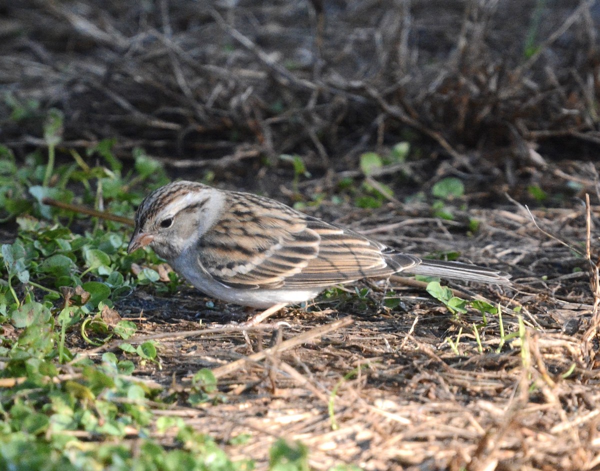 Chipping Sparrow - ML646985360