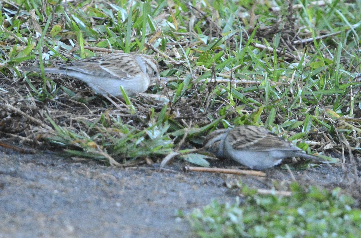 Chipping Sparrow - ML646985361