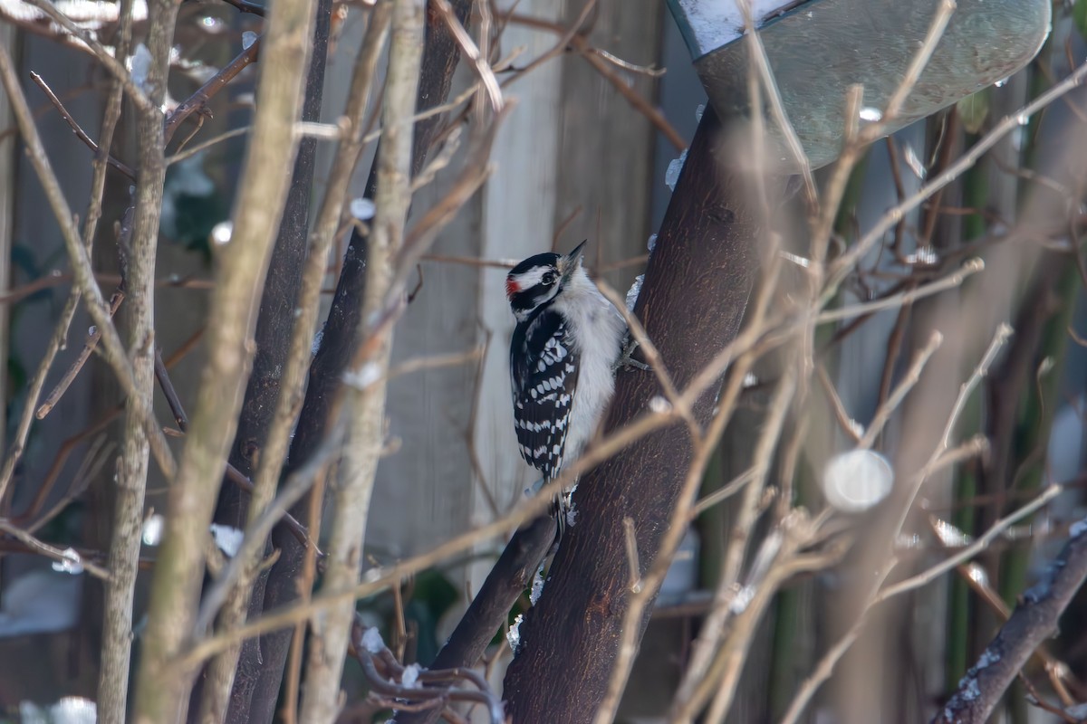 Downy Woodpecker - ML646985365