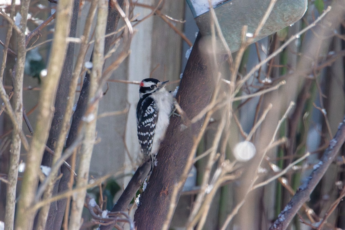 Downy Woodpecker - ML646985366
