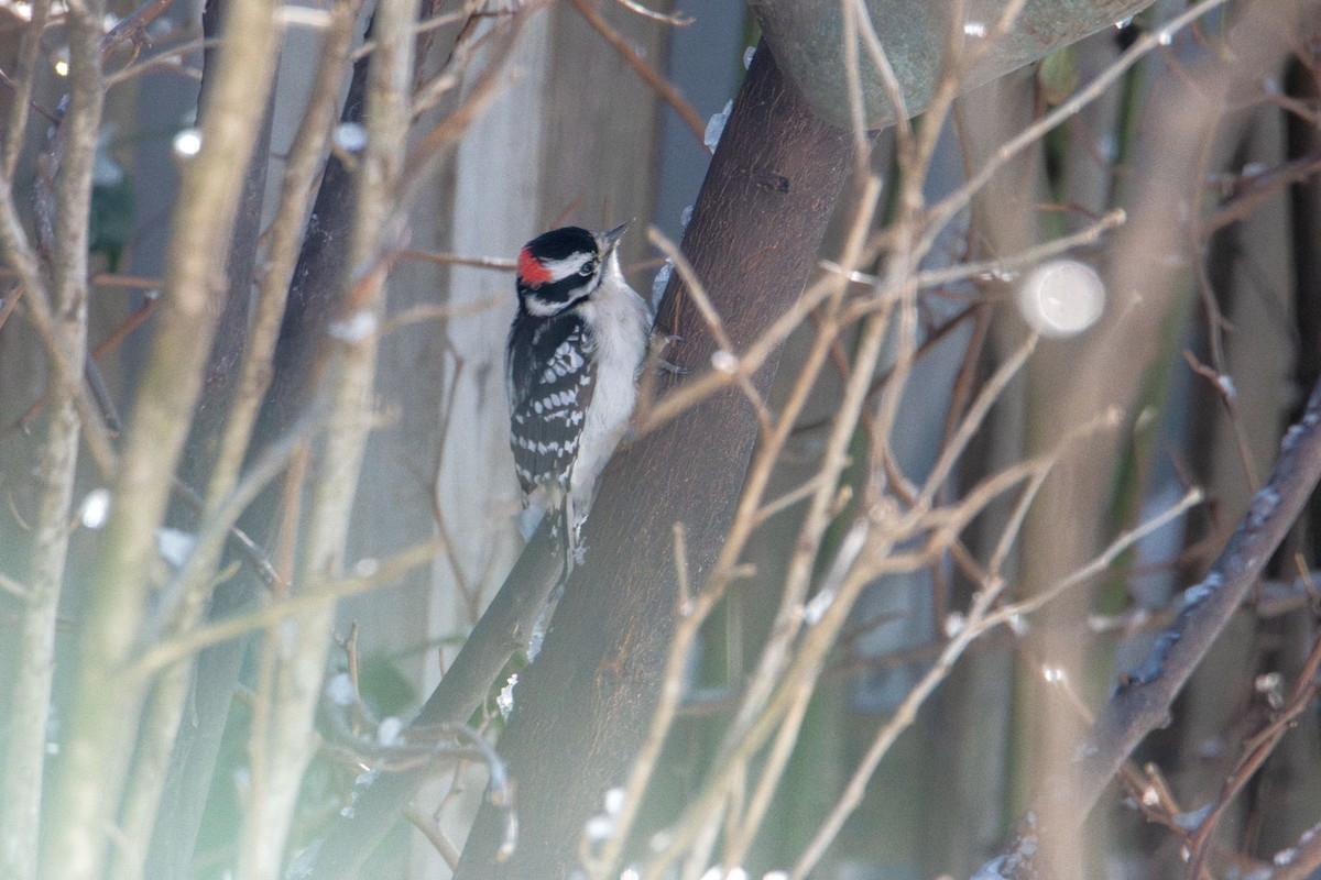 Downy Woodpecker - ML646985367