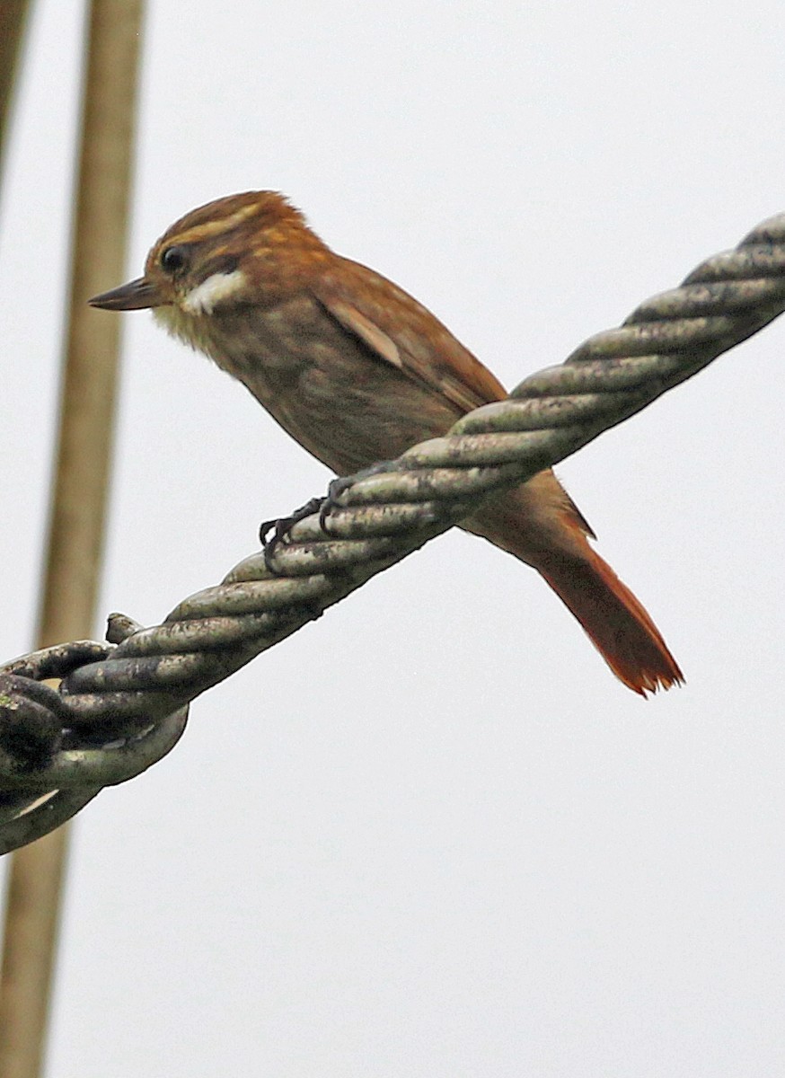 Streaked Xenops - ML646985368